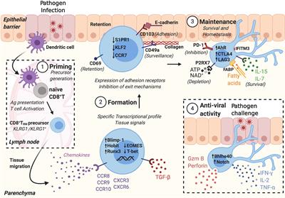 Discipline in Stages: Regulating CD8+ Resident Memory T Cells